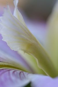 Preview wallpaper flower, petals, lines, purple, white