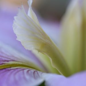 Preview wallpaper flower, petals, lines, purple, white