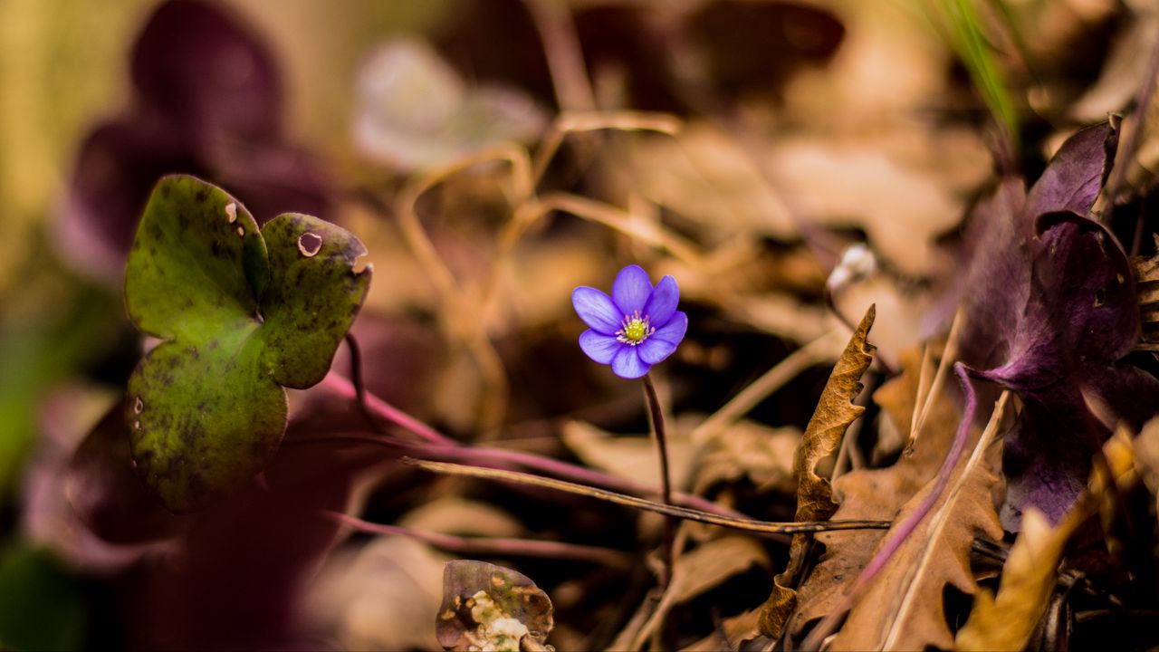 Wallpaper flower, petals, lonely