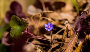 Preview wallpaper flower, petals, lonely