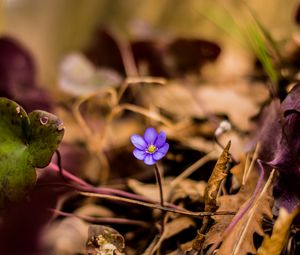 Preview wallpaper flower, petals, lonely