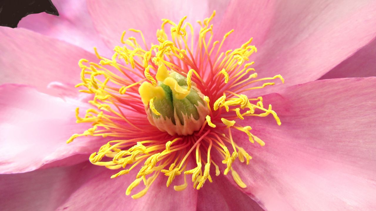 Wallpaper flower, petals, macro, pink