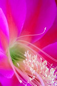 Preview wallpaper flower, petals, macro, pollen, pink