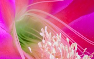 Preview wallpaper flower, petals, macro, pollen, pink
