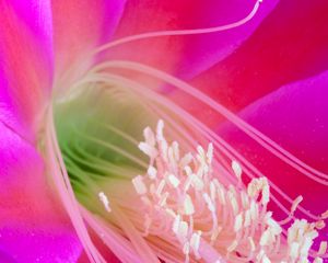 Preview wallpaper flower, petals, macro, pollen, pink