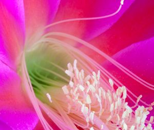 Preview wallpaper flower, petals, macro, pollen, pink