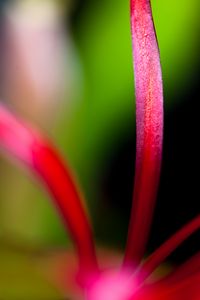 Preview wallpaper flower, petals, macro, blur, bright