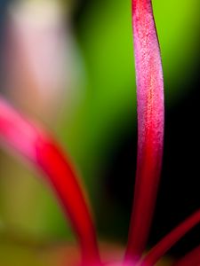 Preview wallpaper flower, petals, macro, blur, bright