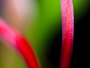 Preview wallpaper flower, petals, macro, blur, bright