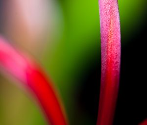 Preview wallpaper flower, petals, macro, blur, bright