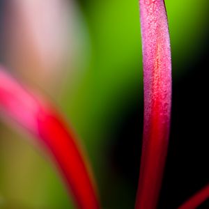 Preview wallpaper flower, petals, macro, blur, bright