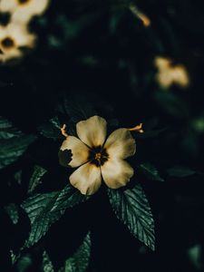 Preview wallpaper flower, petals, macro, shadows, bloom