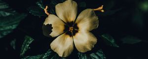 Preview wallpaper flower, petals, macro, shadows, bloom