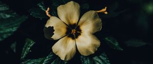 Preview wallpaper flower, petals, macro, shadows, bloom