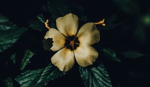 Preview wallpaper flower, petals, macro, shadows, bloom