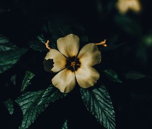 Preview wallpaper flower, petals, macro, shadows, bloom