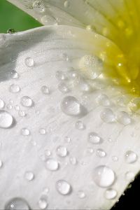 Preview wallpaper flower, petals, macro, drops
