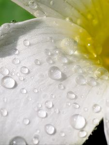 Preview wallpaper flower, petals, macro, drops