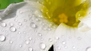 Preview wallpaper flower, petals, macro, drops