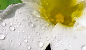 Preview wallpaper flower, petals, macro, drops