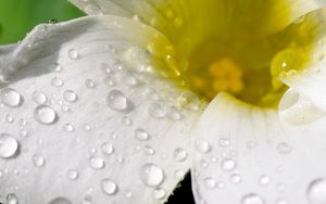 Preview wallpaper flower, petals, macro, drops