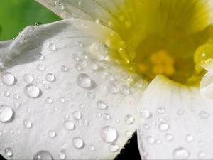 Preview wallpaper flower, petals, macro, drops