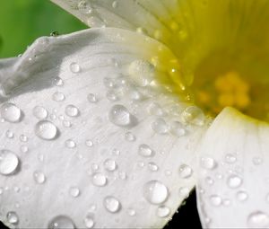 Preview wallpaper flower, petals, macro, drops