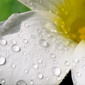 Preview wallpaper flower, petals, macro, drops