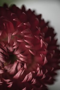 Preview wallpaper flower, petals, macro, bloom