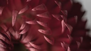 Preview wallpaper flower, petals, macro, bloom