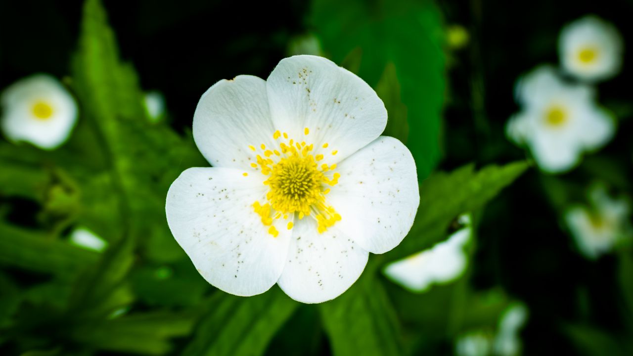 Wallpaper flower, petals, macro, plant, white