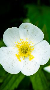 Preview wallpaper flower, petals, macro, plant, white