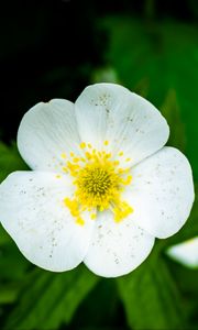 Preview wallpaper flower, petals, macro, plant, white