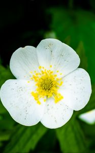 Preview wallpaper flower, petals, macro, plant, white