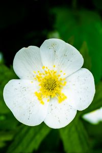 Preview wallpaper flower, petals, macro, plant, white