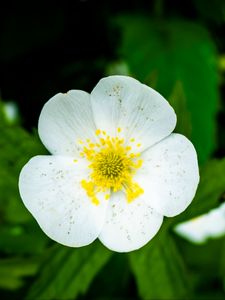 Preview wallpaper flower, petals, macro, plant, white