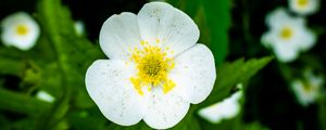 Preview wallpaper flower, petals, macro, plant, white