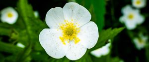 Preview wallpaper flower, petals, macro, plant, white