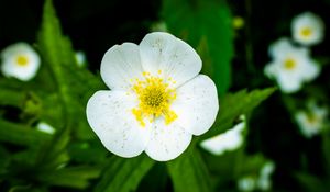 Preview wallpaper flower, petals, macro, plant, white