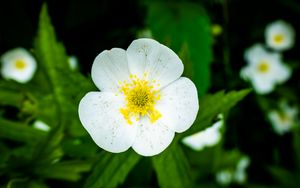 Preview wallpaper flower, petals, macro, plant, white
