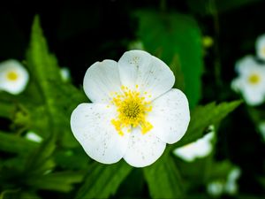 Preview wallpaper flower, petals, macro, plant, white