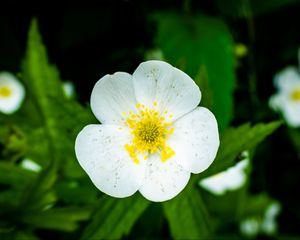 Preview wallpaper flower, petals, macro, plant, white