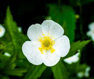 Preview wallpaper flower, petals, macro, plant, white