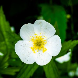 Preview wallpaper flower, petals, macro, plant, white