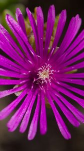 Preview wallpaper flower, petals, macro, purple, plant