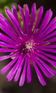 Preview wallpaper flower, petals, macro, purple, plant