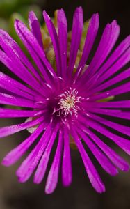 Preview wallpaper flower, petals, macro, purple, plant