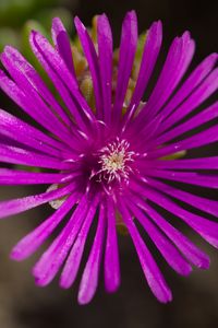 Preview wallpaper flower, petals, macro, purple, plant
