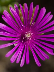 Preview wallpaper flower, petals, macro, purple, plant