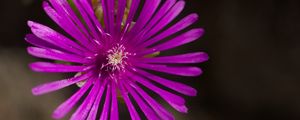 Preview wallpaper flower, petals, macro, purple, plant